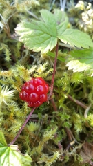 Rubus arcticus acaulis
