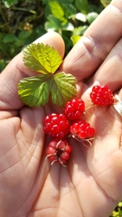 Rubus arcticus acaulis