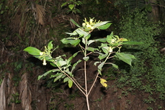 Hamelia xorullensis