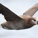 Albatros Patas Negras - Photo (c) David J Barton, algunos derechos reservados (CC BY-NC)