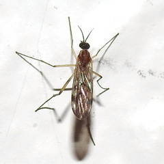 Anisopodidae