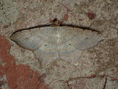 Macaria bicolorata