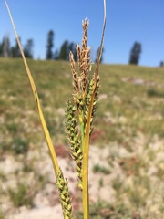 Carex halliana