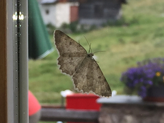 Charissa glaucinaria