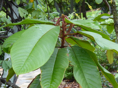Sterculia megistophylla, photograph 5