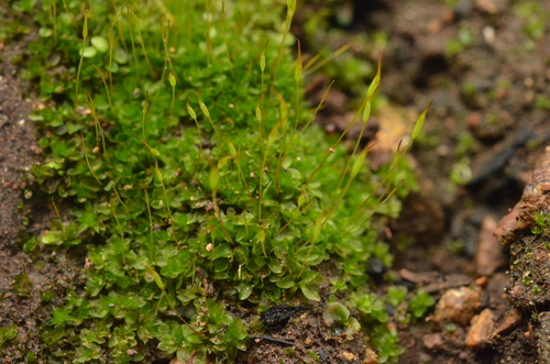 Tortula cuneifolia