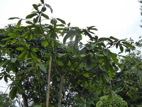 Sterculia megistophylla, photograph 4