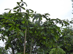 Sterculia megistophylla, photograph fmunoz, CC BY, iNaturalist via GBIF