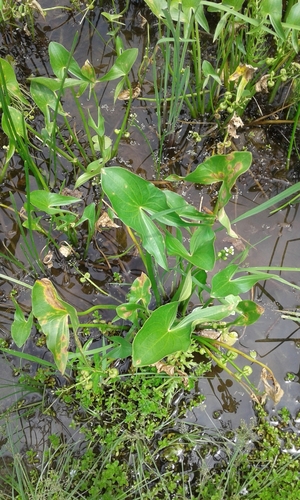 Sagittaria intermedia, photograph 1