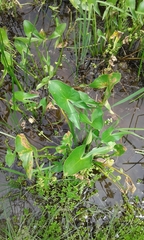 Sagittaria intermedia, photograph (c) Patrick, some rights reserved (CC BY)