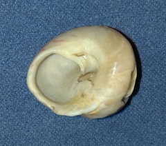 Gibbula magus image