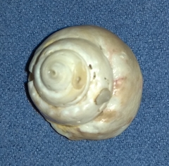 Gibbula magus