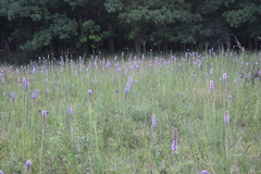 Liatris spicata