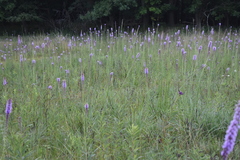 Liatris spicata