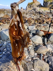 Laminaria hyperborea