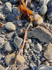 Laminaria hyperborea