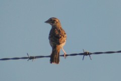 Chondestes grammacus strigatus