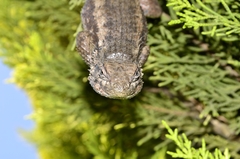 Sceloporus spinosus