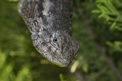Sceloporus spinosus