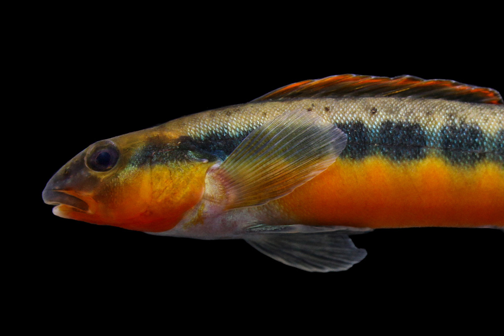 Tangerine Darter