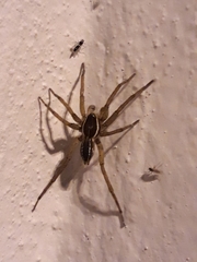 Diapontia uruguayensis