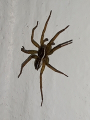 Diapontia uruguayensis