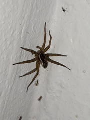 Diapontia uruguayensis