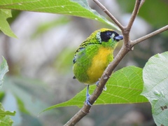 Tangara schrankii