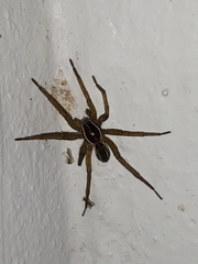 Diapontia uruguayensis