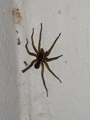Diapontia uruguayensis