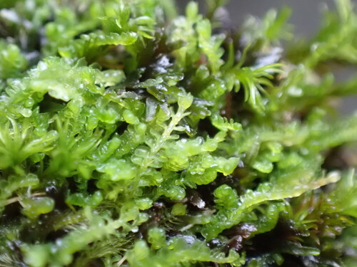 Image of Odontoschisma denudatum by no rights reserved