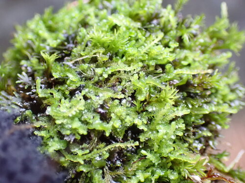 Image of Odontoschisma denudatum by no rights reserved