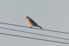 Falco sparverius sparverius