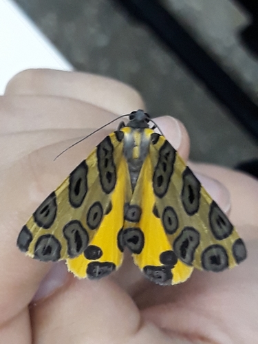 Polilla Leopardo