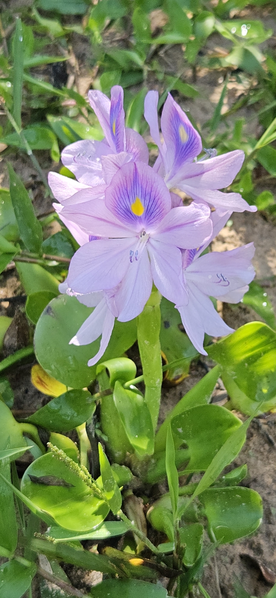 Pontederia crassipes