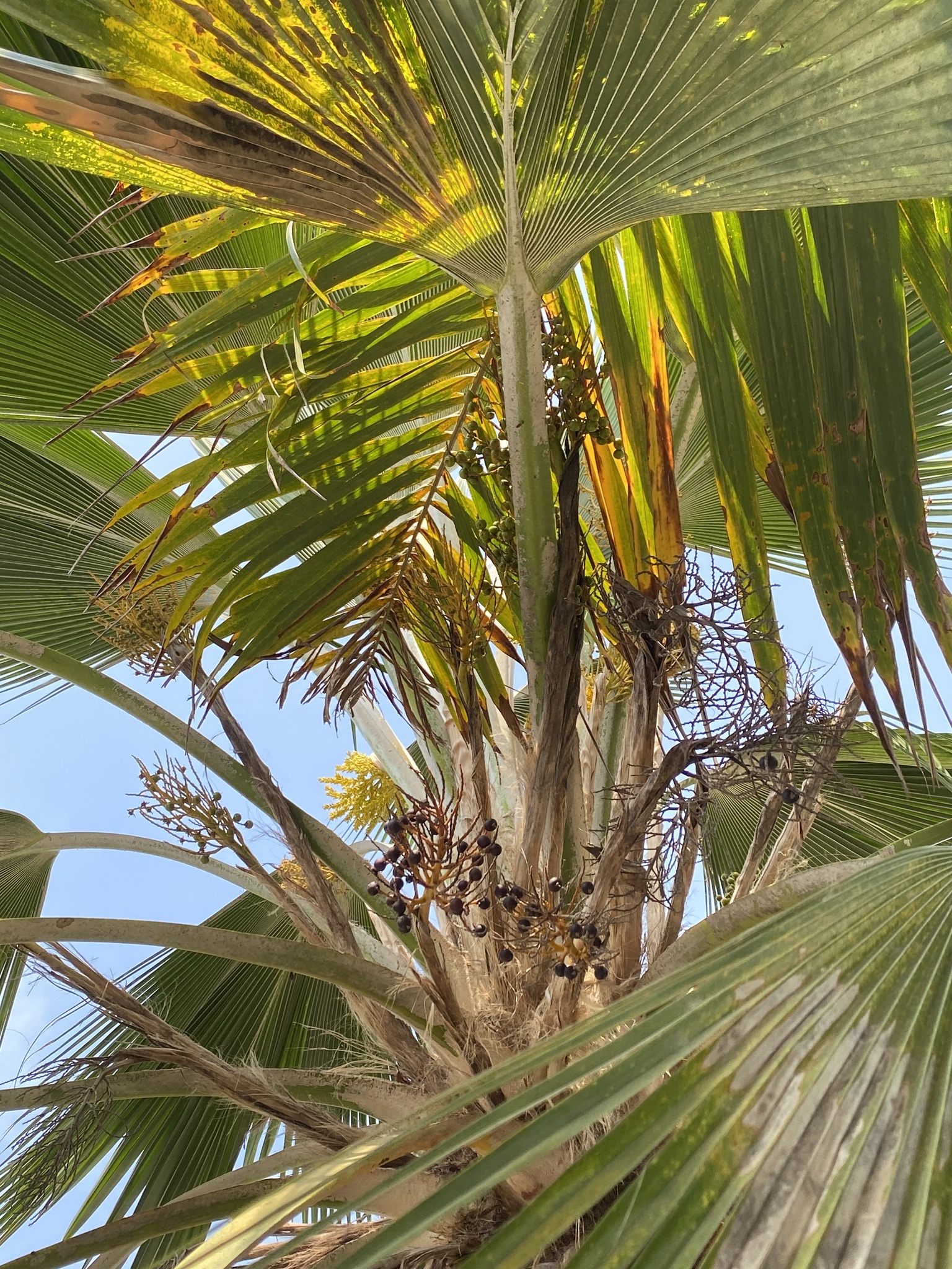 Imagem de Palmeira-fiji
