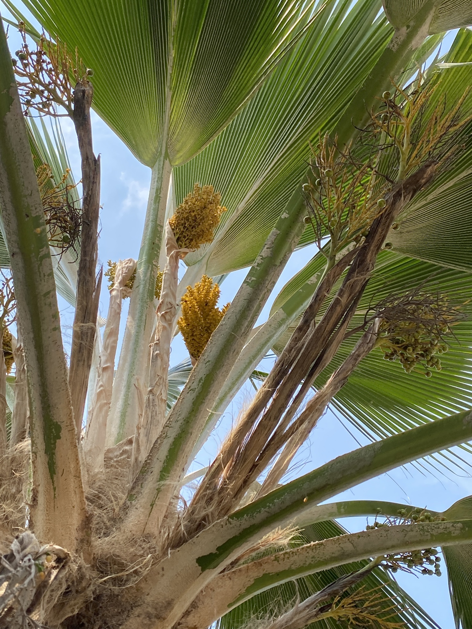 Imagem de Palmeira-fiji
