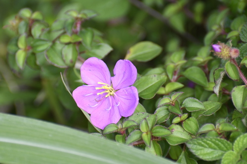 Image of Heterotis Rotundifolia (Heterotis rotundifolia) by (c) Thorsten Hackbarth, some rights reserved (CC BY)