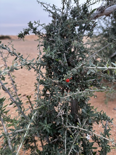 Arabian boxthorn