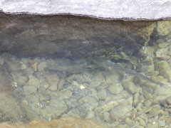 Ptychocheilus grandis