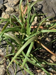 Plantago maritima juncoides