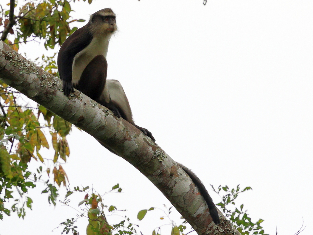 Dent’s Monkey