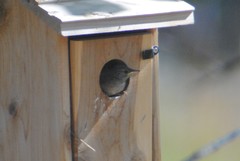 Troglodytes aedon parkmanii