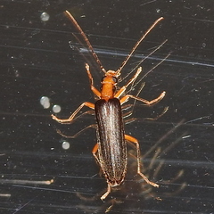 Nacerdes carniolica
