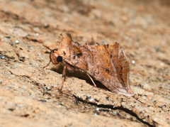 Pseudeva purpurigera