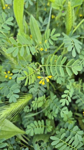Image of Hippocrepis multisiliquosa by (c) Christoph Moning, some rights reserved (CC BY)