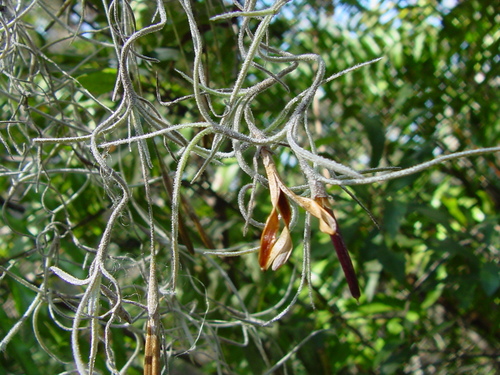 Tillandsia usneoides