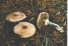Agaricus subrufescentoides