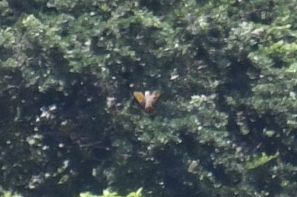 St. Vincent Amazon (Amazona guildingii), photo 2