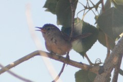 Troglodytes aedon parkmanii